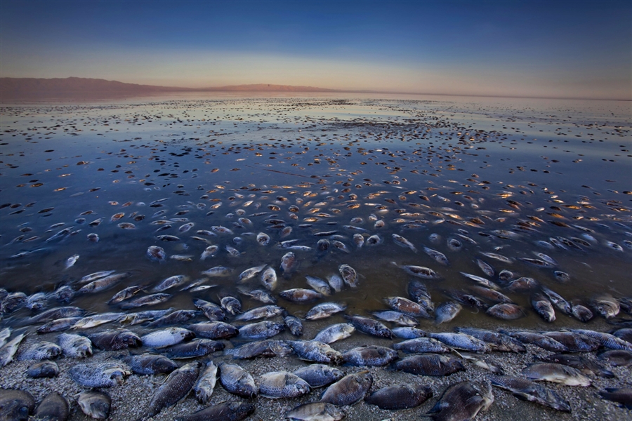 Salton Sea tilapia
